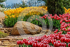 flower bed with red , yellow and white tulips