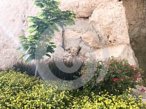 A flower bed with a small green tree and yellow flowers on a stone wall background on a mountainside in a sea tropical resort