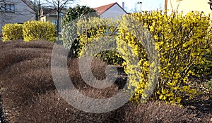 flower bed Spirea bamalda Forsythia intermedia in bloom yellow flowers clipped shaped shrubs early spring brown green