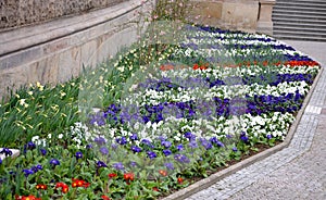 flower bed of spring biennials planted primroses flowering flower bed viola red blue white green city urban