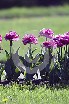 Flower bed with spring blooming tulips