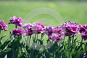 Flower bed with spring blooming tulips