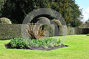 Flower Bed and Topiary, Hinton Ampner Garden, Hampshire, England.