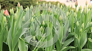 A flower bed of tulips that have not yet blossomed, buds