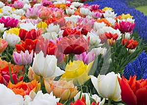 Flower bed of tulips in Keukenhof Botanical Garden, Holland