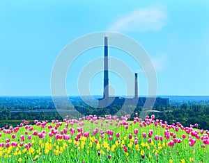 Flower bed of tulips and pollution of environment by industry on the background