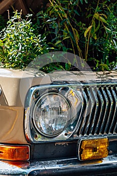 flower bed under the hood of old car. Vintage beige car with round headlights and open hood with grass and flowers