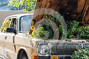flower bed under the hood of old car. Vintage beige car with round headlights and open hood with grass and flowers