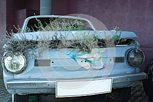 Flower bed under the hood of an old car. Vintage blue car with round headlights and closed hood with plants and flowers