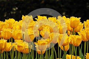 Flower-bed of unusual yellow tulips