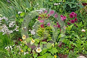 Flower bed with various decorative garden flowers