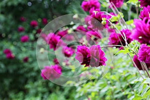 Flower bed with violet ball shaped Dahlia blossoms. Blooming Dahlia flowers in late summer.