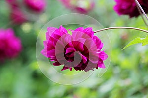 Flower bed with violet ball shaped Dahlia blossoms. Blooming Dahlia flowers in late summer.