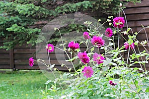 Flower bed with violet ball shaped Dahlia blossoms. Blooming Dahlia flowers in late summer.