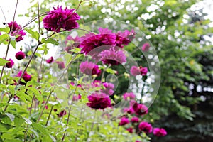 Flower bed with violet ball shaped Dahlia blossoms. Blooming Dahlia flowers in late summer.