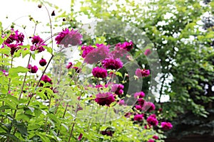 Flower bed with violet ball shaped Dahlia blossoms. Blooming Dahlia flowers in late summer.