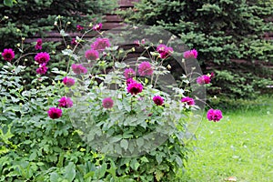 Flower bed with violet ball shaped Dahlia blossoms. Blooming Dahlia flowers in late summer.