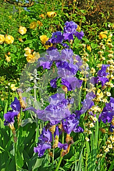 Flower bed with violet irises and yellow roses