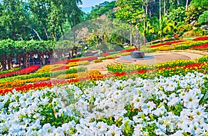 Flower bed of white petunia in Mae Fah Luang garden, Doi Tung, Thailand