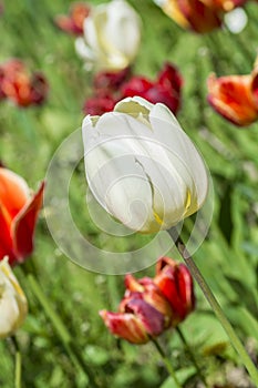 A flower bed with white and red tulips,