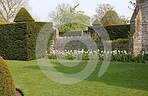 A flower bed of white tulips by a lush green lawn in an English country garden