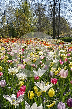 A flower bed with white tulips and yellow daffodils with fritillaries in the background