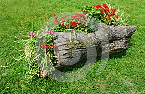 Flower Bed in a wooden log of Formal Garden