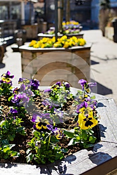 Flower bed with yellow and violet pansies