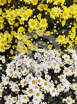 Flower bed with yellow and white chrysanthemums half and half. photo