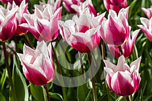 Flower beds and fields sown with colorful tulips