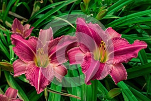 Flower beds with flowers in summer garden. Pink daylilies flowers Latin: Hemerocallis on green leaves background. Closeup. Soft