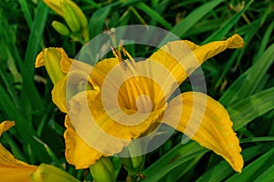 Flower beds with flowers in summer garden. Yellow daylily flower Latin: Hemerocallis on green leaves background, close up.