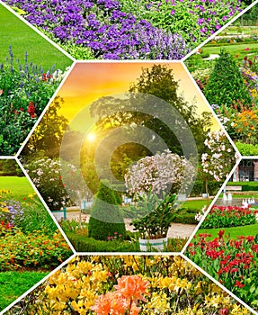 Flower beds in gardens and parks. Collage. Vertical photo