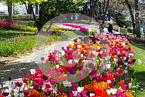 Flower beds with multicolored tulips in the tulip festival Emirgan Park, Istanbul, Turkey