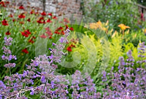 Flower beds at Oxburgh Hall, Norfolk UK. Purple Catmint, also known as Nepeta Racemosa or Walker`s Low in foreground.