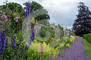 Flower beds at Oxburgh Hall, Norfolk UK. Purple Catmint, also known as Nepeta Racemosa or Walker`s Low by the path.