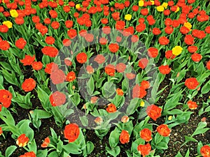 Flower beds with red and yellow tulips in the park.The festival of tulips on Elagin Island in St. Petersburg