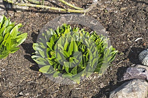 flower beds in spring are lined with natural stones in the garden after rain, close-up