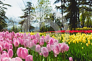 Flower beds in the tulip festival at Emirgan Park