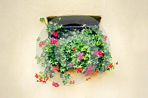 flower beds in yards, on window sills