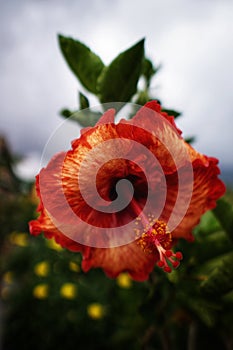 Flower in Bedugul Temple, Bali, Indonesia