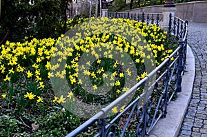 Flower bedwith daffodil plants bulb  in park cast iron lamp with metal fence ornaments old building lots of flowers green color