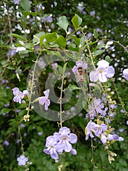 Flower with Bee