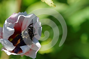 Flower with bee