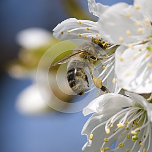 Flower and bee