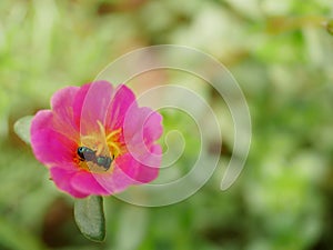 Flower bee Close-up of a large striped bee collecting pollen on pink flowers.