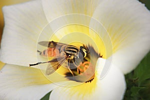 Flower & Bee Detail Close up Plant nature