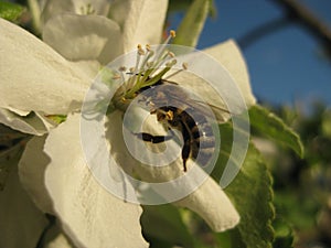 Flower and bee. On the flower of the Apple tree close-up bee