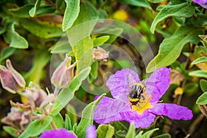 Flower and bee on Garraf in Barcelona, Catalonia, Spain.