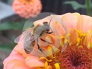 The flower and the bee